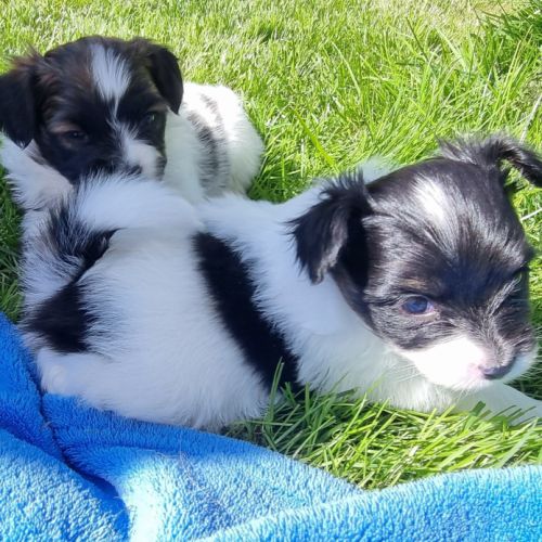 A réserver chiots papillons #2