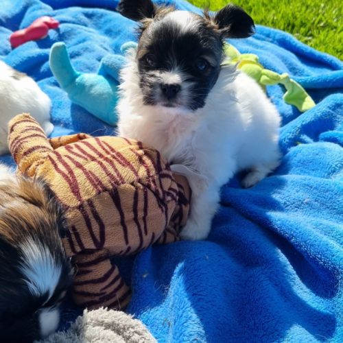 A réserver chiots papillons #3