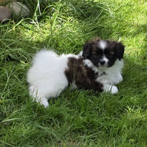 Chiots papillons #2