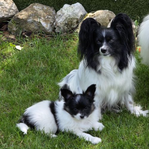 Chiots papillons #3