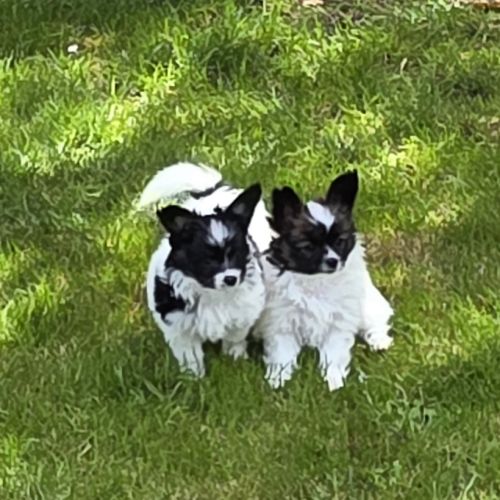 Chiots papillons #4
