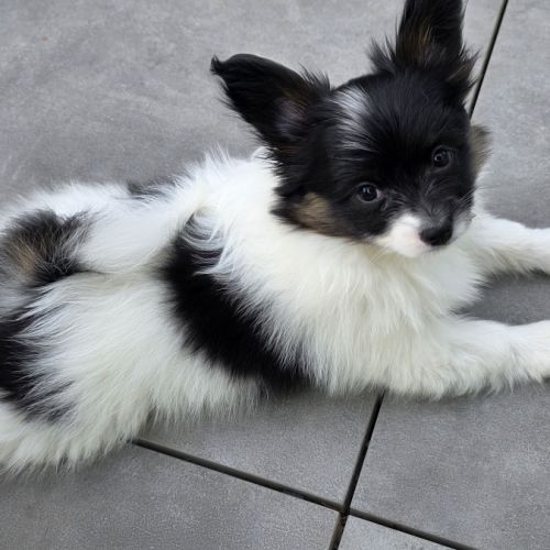 Chiots papillons #6