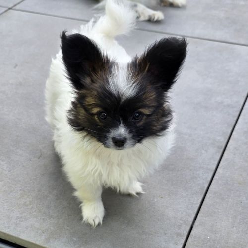 Chiots papillons