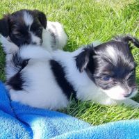 A réserver chiots papillons #2