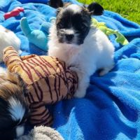 A réserver chiots papillons #3