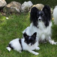 Chiots papillons #3