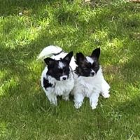 Chiots papillons #4
