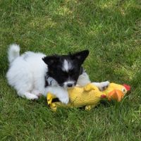 Chiots papillons #5