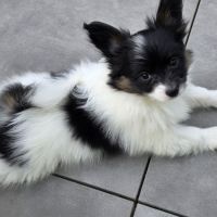 Chiots papillons #6