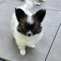 Chiots papillons