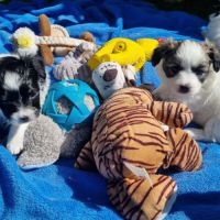 A réserver chiots papillons #4