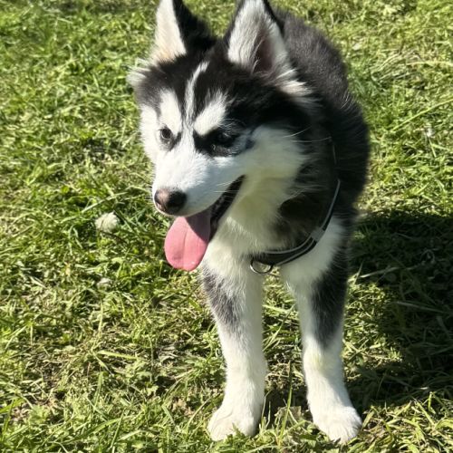 Pomsky ( standard) #2