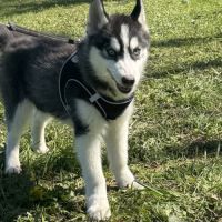 Pomsky ( standard) #0