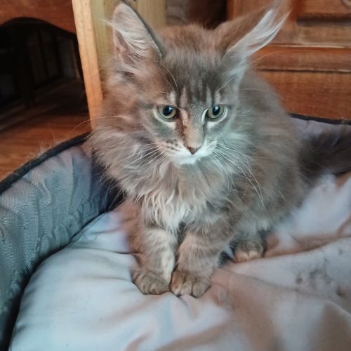 Chatons maine coon #3
