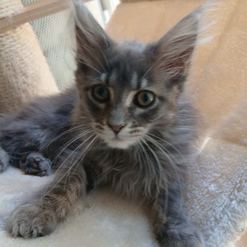Chatons maine coon #4
