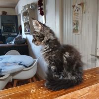 Chatons maine coon #1