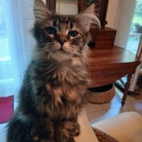 Chatons maine coon #2