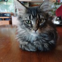 Chatons maine coon