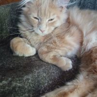 Chatons maine coon #6