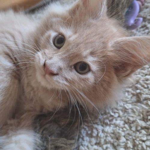 Chaton mâle maine coon loof crème ticked tabby #3