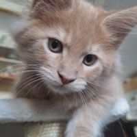 Chaton mâle maine coon loof crème ticked tabby #1