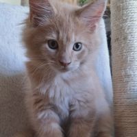 Chaton mâle maine coon loof crème ticked tabby #2