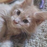 Chaton mâle maine coon loof crème ticked tabby #3