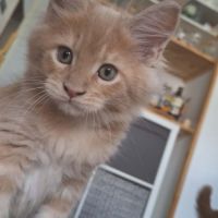 Chaton mâle maine coon loof crème ticked tabby