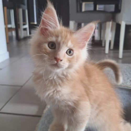 Berlioz maine coon loof red silver ticked tabby #0