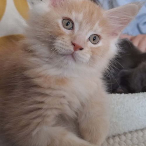 Berlioz maine coon loof red silver ticked tabby #2