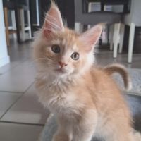 Berlioz maine coon loof red silver ticked tabby