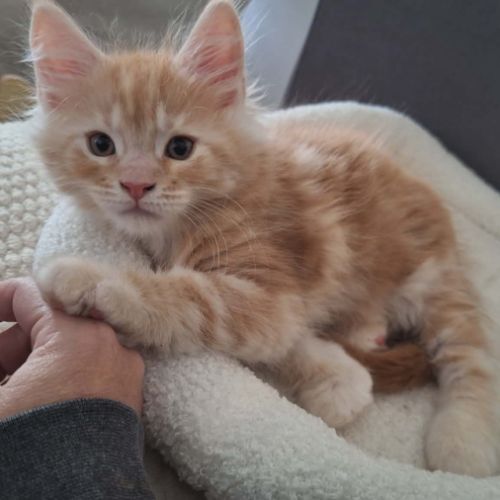 Basile maine coon loof red silver blotched tabby