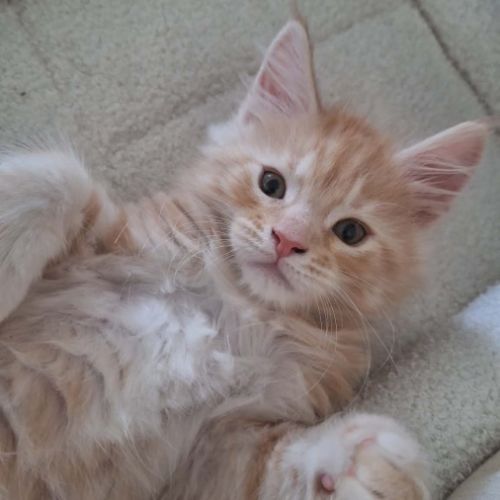 Basile maine coon loof red silver blotched tabby #2