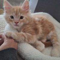 Basile maine coon loof red silver blotched tabby