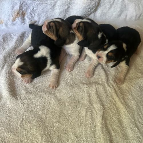 Chiots beagle lof à réserver #0
