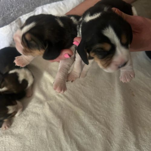 Chiots beagle lof à réserver #2