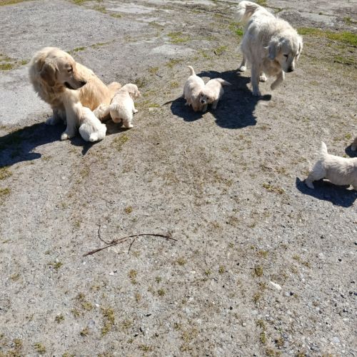 A réserver chiots golden retriever. #3