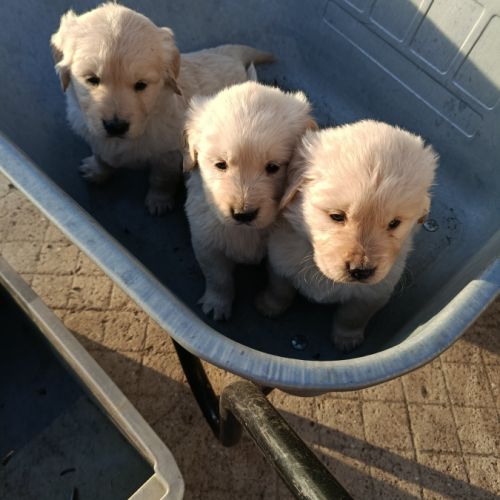 A réserver chiots golden retriever. #5
