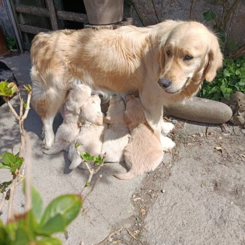 A réserver chiots golden retriever. #8