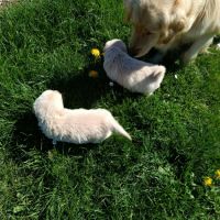 A réserver chiots golden retriever.