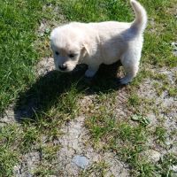 A réserver chiots golden retriever. #2