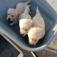 A réserver chiots golden retriever. #4