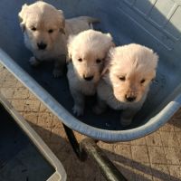 A réserver chiots golden retriever. #5