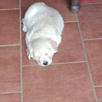 A réserver chiots golden retriever. #6