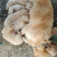 A réserver chiots golden retriever. #7