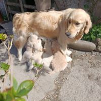 A réserver chiots golden retriever. #8