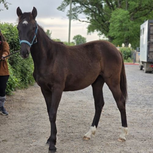 Paint oc pouliche / jument #1