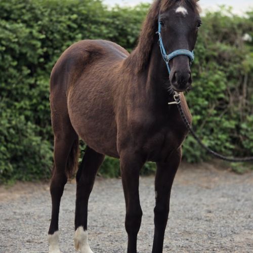 Paint oc pouliche / jument #2