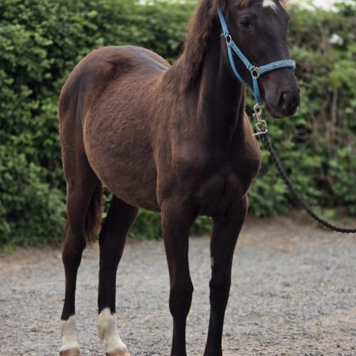 Paint oc pouliche / jument