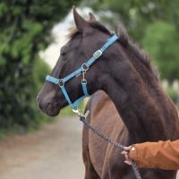 Paint oc pouliche / jument #4